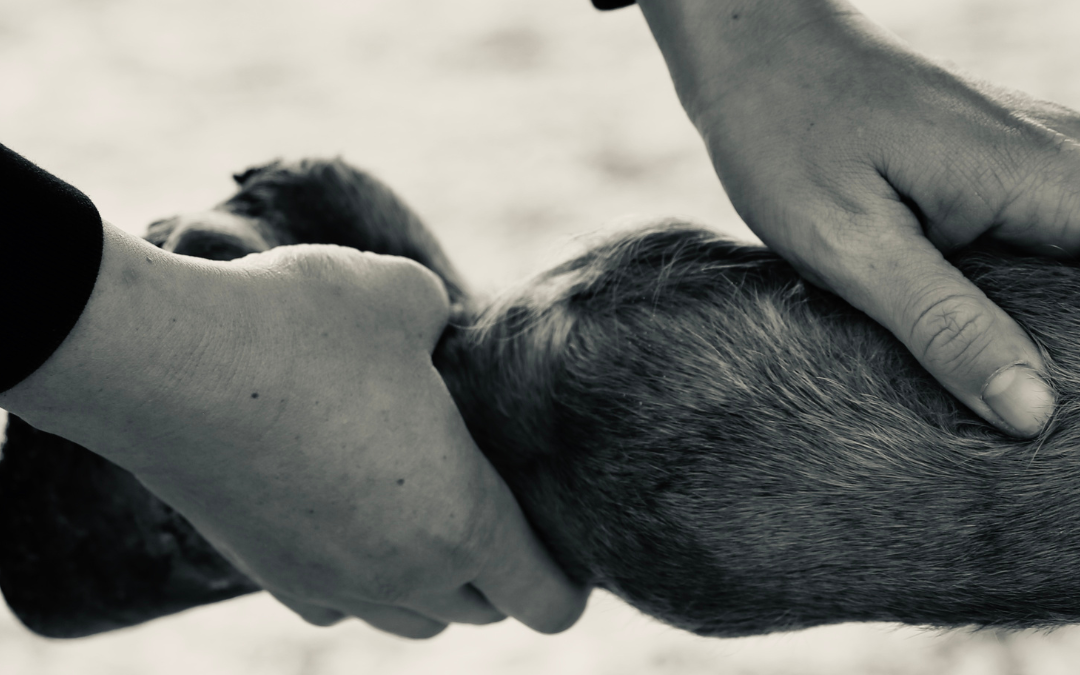 Sehnenschaden beim Pferd – Anatomie und Belastung der Sehne