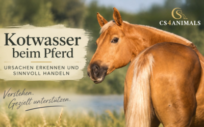 Kotwasser beim Pferd: Ursachen erkennen und sinnvoll handeln
